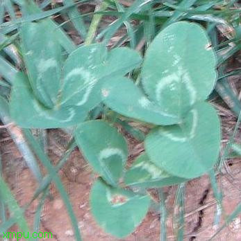 车轴草:

花卉车轴草图片资料