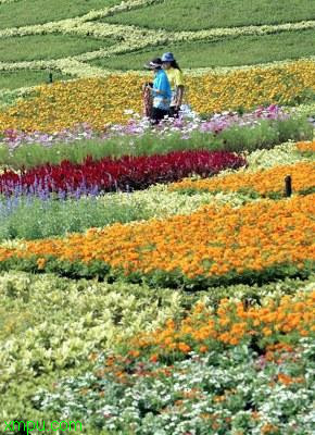 2006泰国花卉博览会 :
花卉2006泰国花卉博览会 图片资料