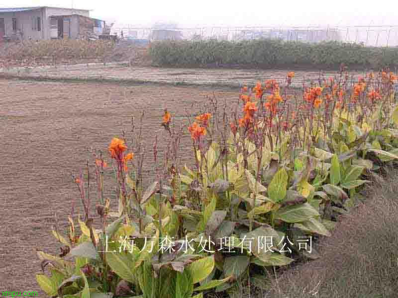 水生花:
花卉水生花图片资料