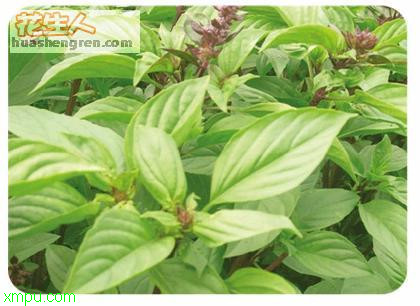 香草:

花卉香草图片资料