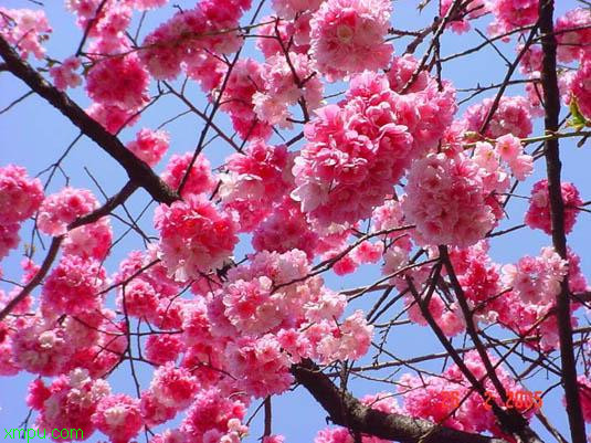 云南樱花:

花卉云南樱花图片资料