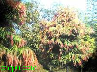 铁力木:

花卉铁力木图片资料