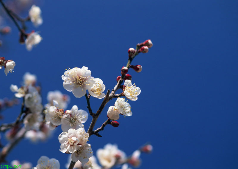 梅:

花卉梅图片资料