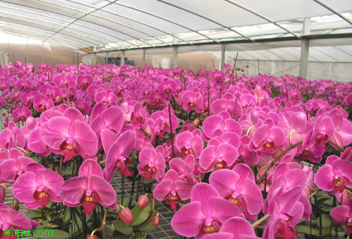 蝴蝶兰:

花卉蝴蝶兰图片资料