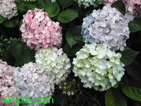 绣球花:

花卉绣球花图片资料