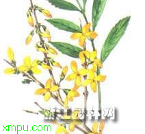 黄金条:
花卉黄金条图片资料