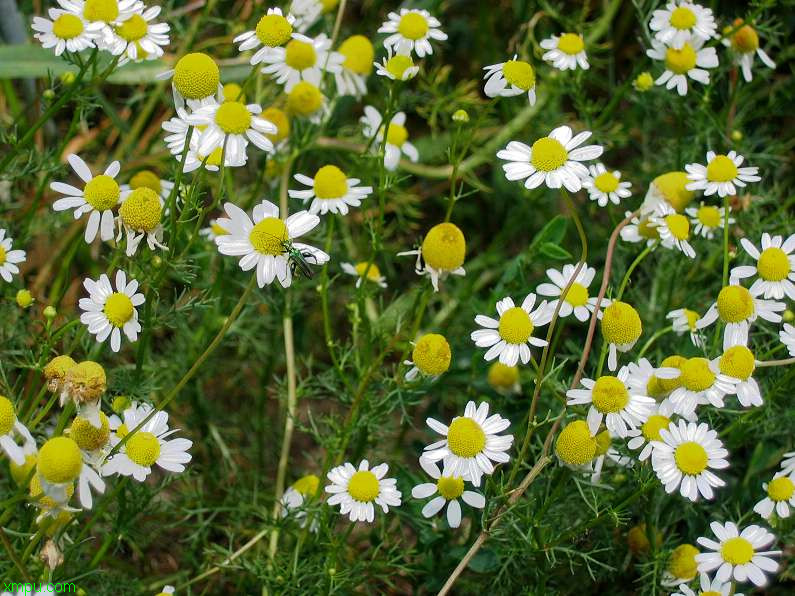 洋甘菊:

花卉洋甘菊图片资料