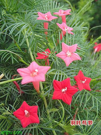 鸢萝 :
花卉鸢萝 图片资料