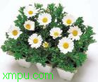 白晶菊:
花卉白晶菊图片资料