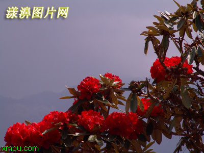 映山红:植物