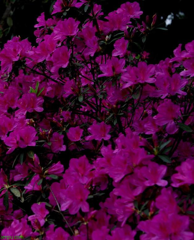 映山红:植物