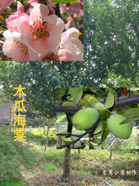 木瓜海棠:

花卉木瓜海棠图片资料
