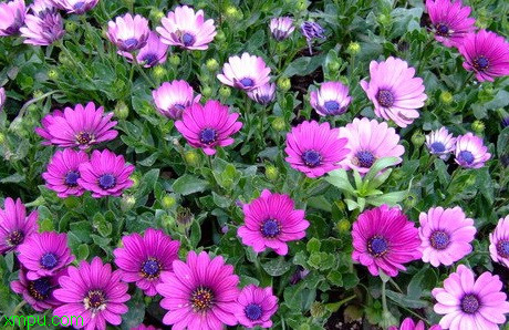 蓝目菊:

花卉蓝目菊图片资料