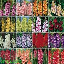唐菖蒲:

花卉唐菖蒲图片资料