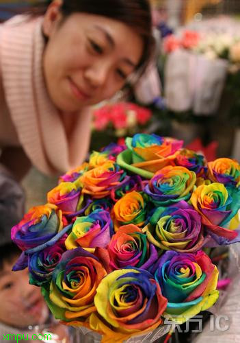七彩玫瑰:
花卉七彩玫瑰图片资料