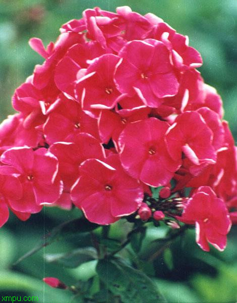 宿根福禄考:

花卉宿根福禄考图片资料