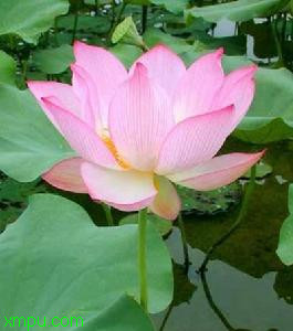 莲:

花卉莲图片资料
