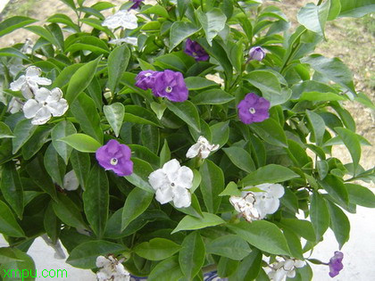 双色茉莉:

花卉双色茉莉图片资料