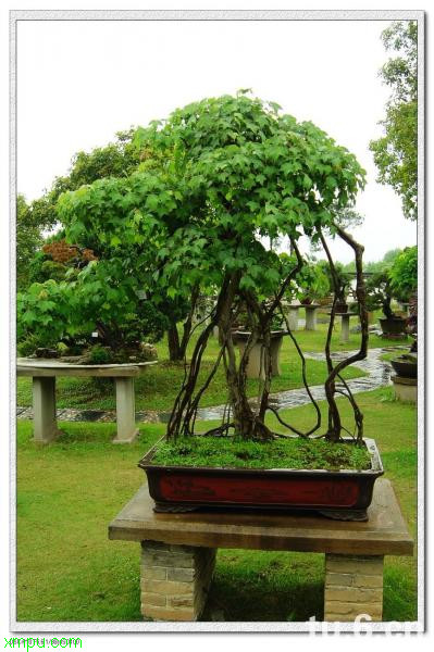 榕树盆景:盆景特点