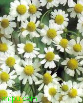 甘菊:

花卉甘菊图片资料