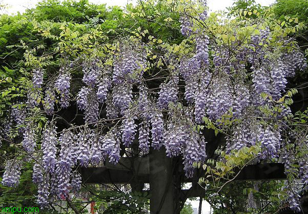 紫藤萝:

花卉紫藤萝图片资料