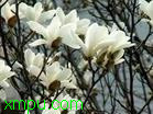 白玉兰花:习性: