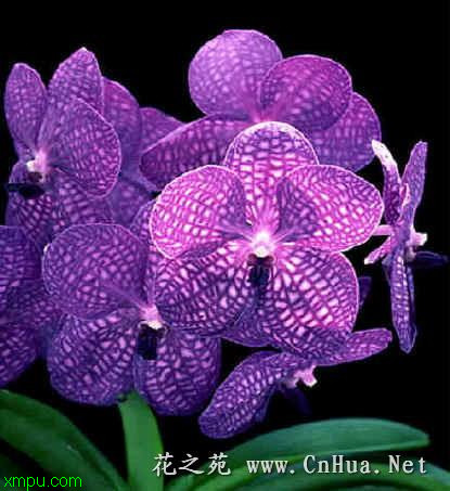 万带兰:

花卉万带兰图片资料