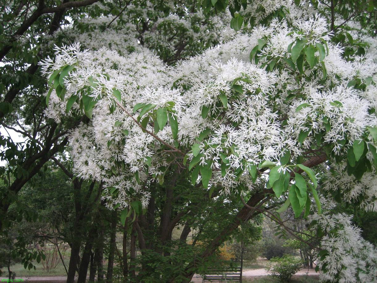 流苏树:

花卉流苏树图片资料