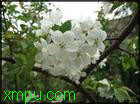 荼蘼:

花卉荼蘼图片资料