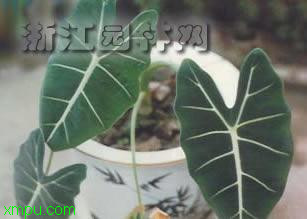黑叶观音莲:
花卉黑叶观音莲图片资料