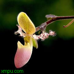 拖鞋兰:
花卉拖鞋兰图片资料