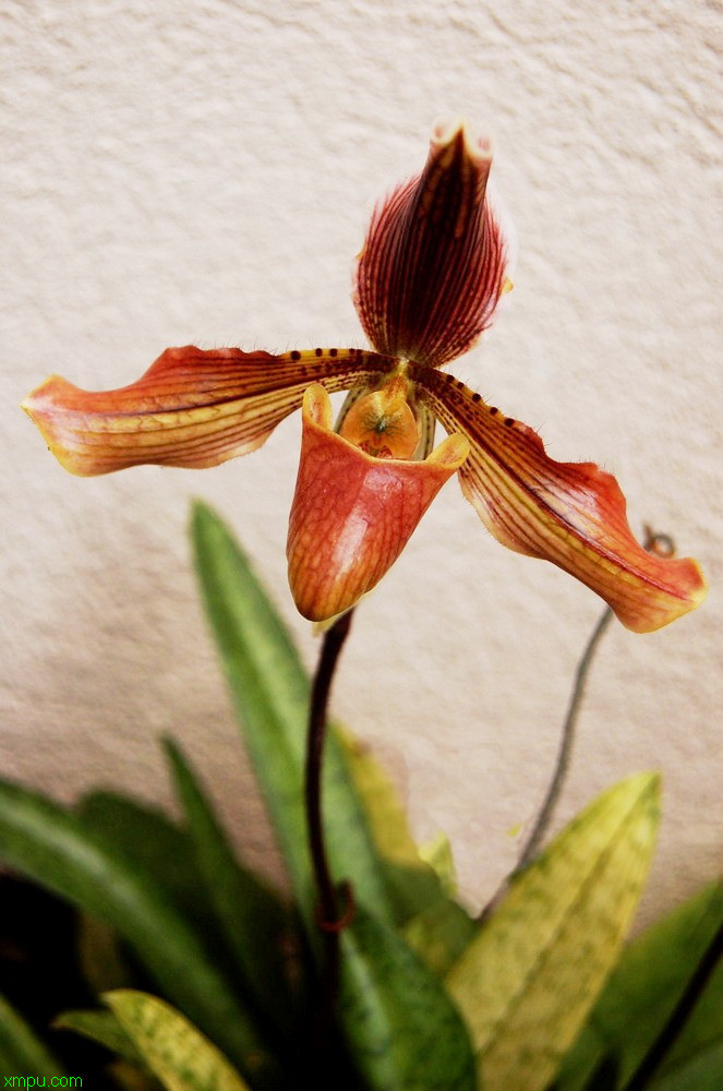 拖鞋兰:
花卉拖鞋兰图片资料
