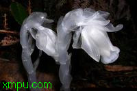 水晶兰:

花卉水晶兰图片资料