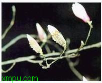 木笔:

花卉木笔图片资料