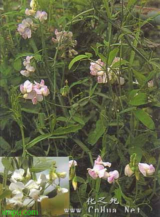 香豌豆:
花卉香豌豆图片资料