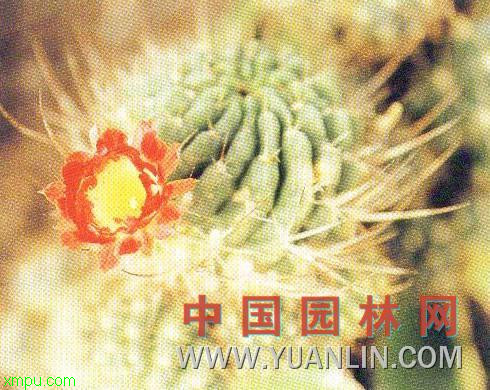 绯花玉:

花卉绯花玉图片资料