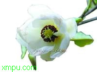 龙女花 :

花卉龙女花 图片资料
