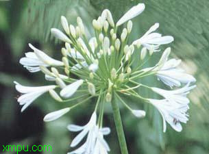 百子莲:
花卉百子莲图片资料