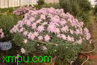 大立菊:

花卉大立菊图片资料