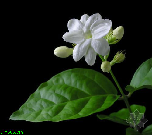 茉莉:

花卉茉莉图片资料