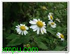 毛华菊:

花卉毛华菊图片资料