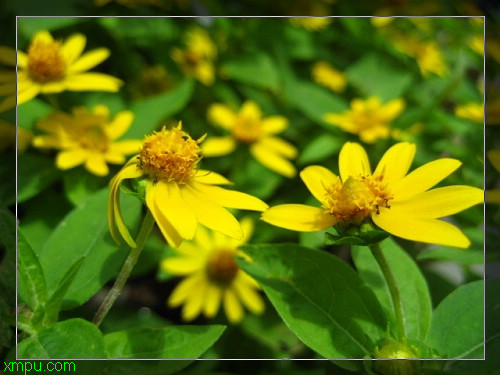 皇帝菊:

花卉皇帝菊图片资料