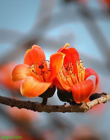 红棉花:

花卉红棉花图片资料