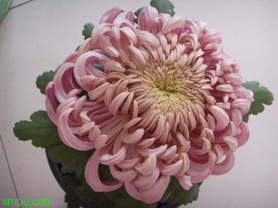 案头菊:

花卉案头菊图片资料