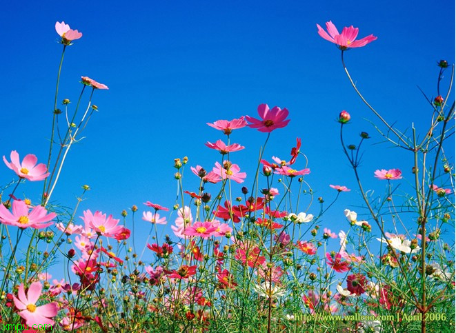 格桑花:

花卉格桑花图片资料
