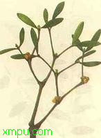 槲寄生:植物鉴别