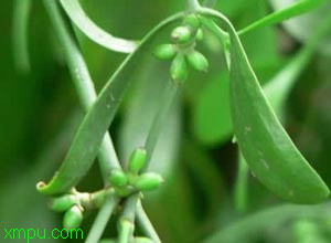 槲寄生:植物描述