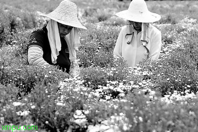 四大名菊:滁菊