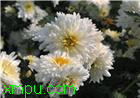 四大名菊:滁菊