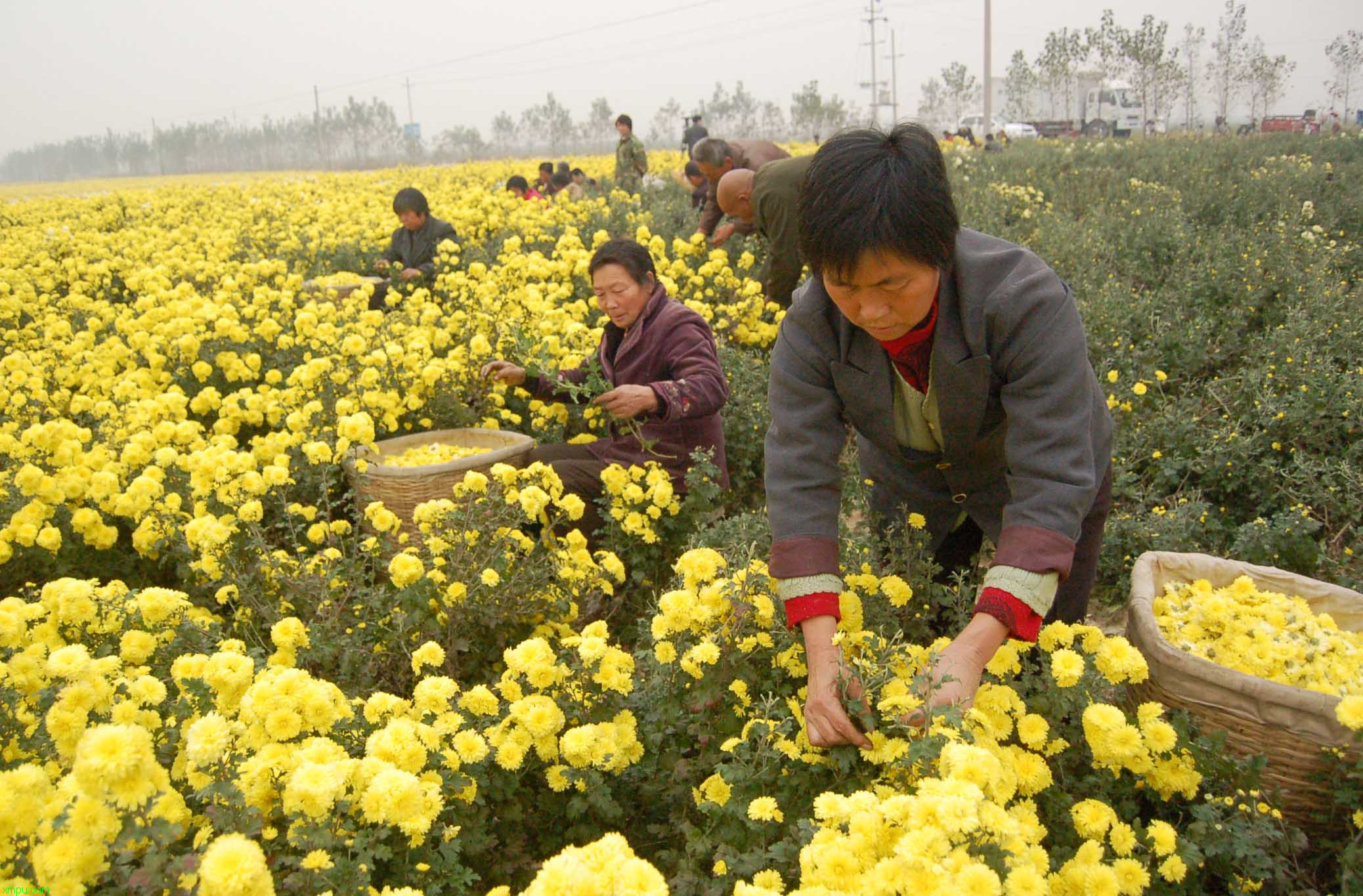 四大名菊:菊花茶的功效与作用